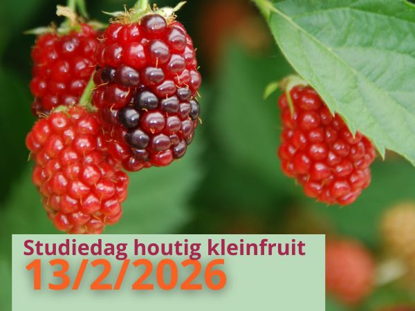 Studiedag houtig kleinfruit
