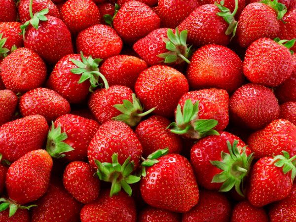 Ontdek hoe je Mucor en Rhizopus te slim af bent!