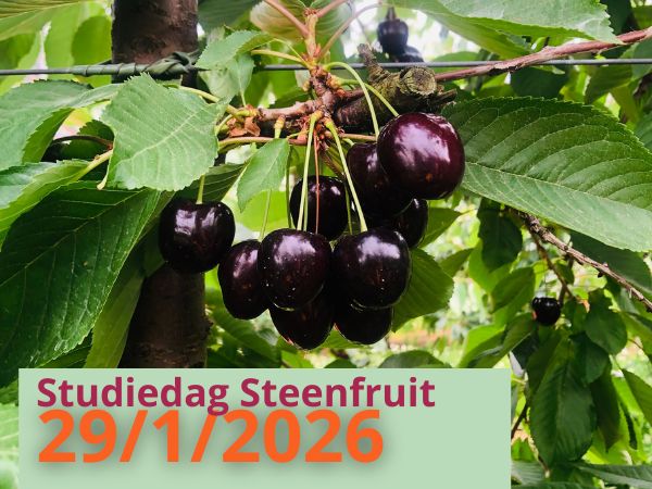 Studiedag steenfruit