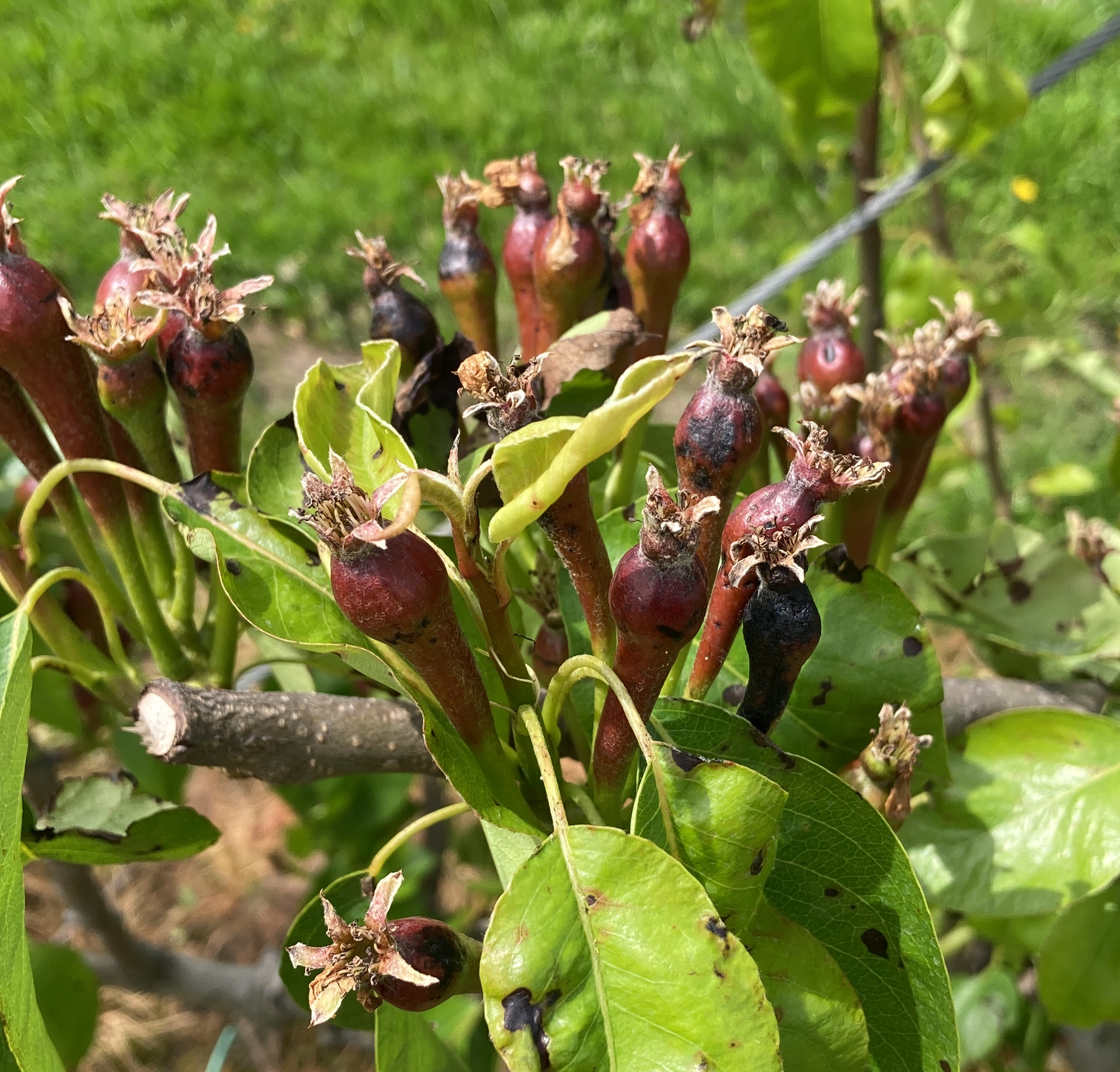 Webinar thema schimmels: schurft, witziekte, kanker en Stemphylium