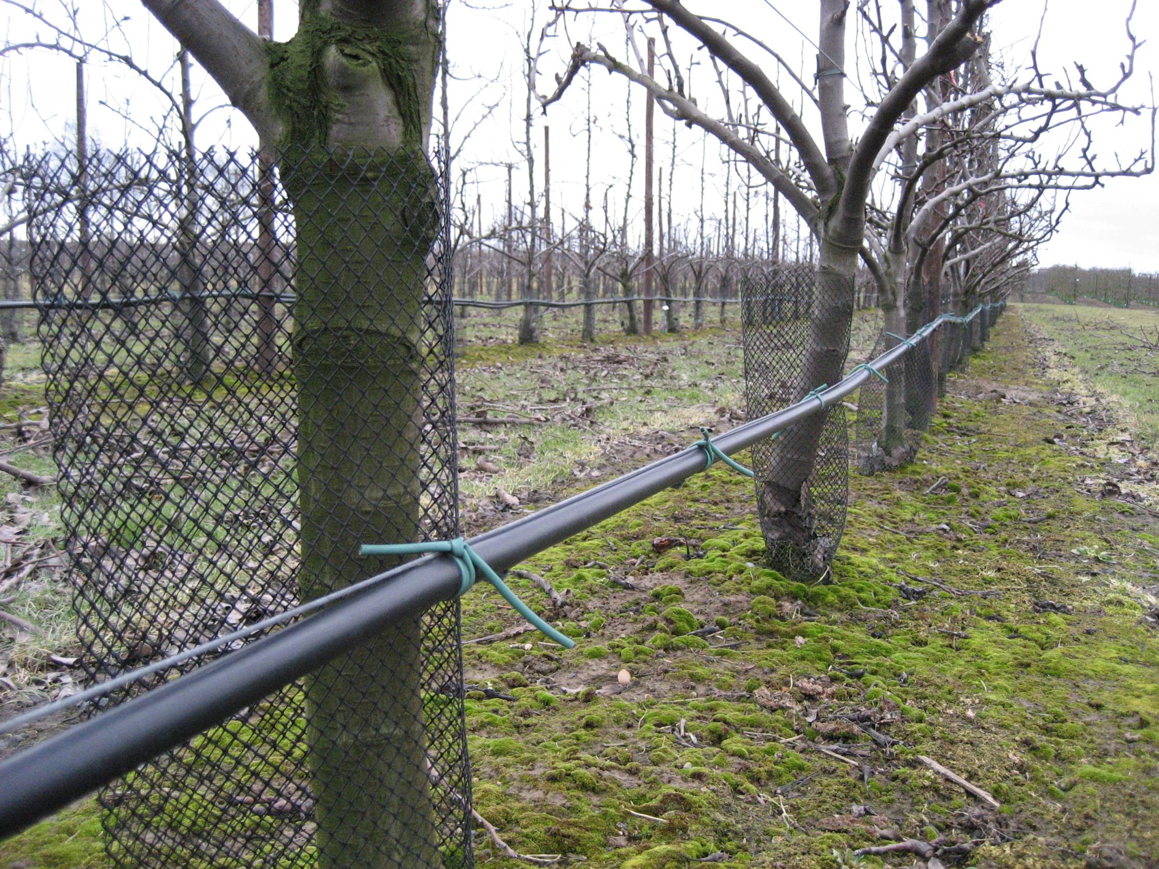 Bemesting & fertigatie in de fruitteelt