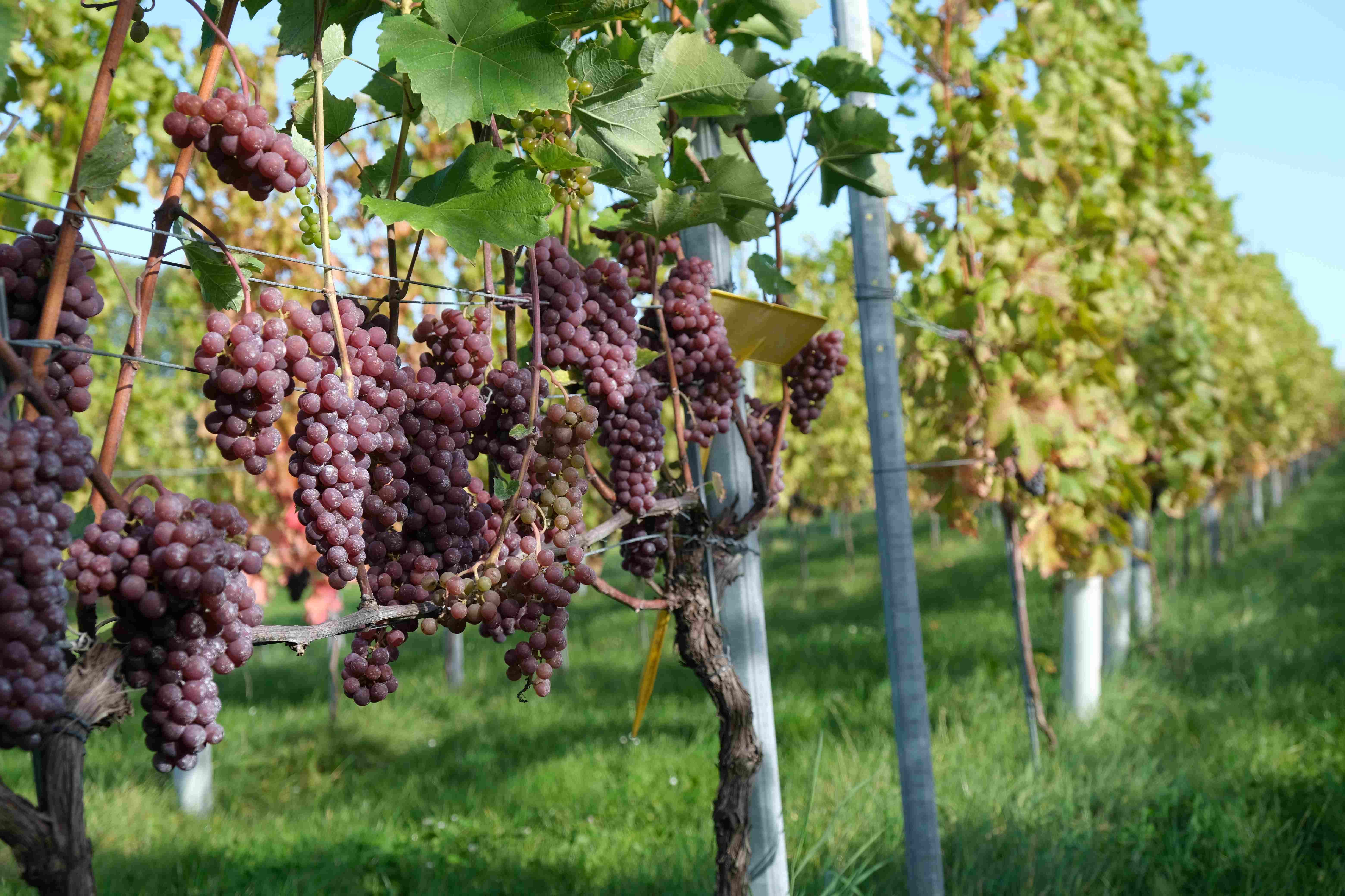 Cursus Oenologie: meten is weten!