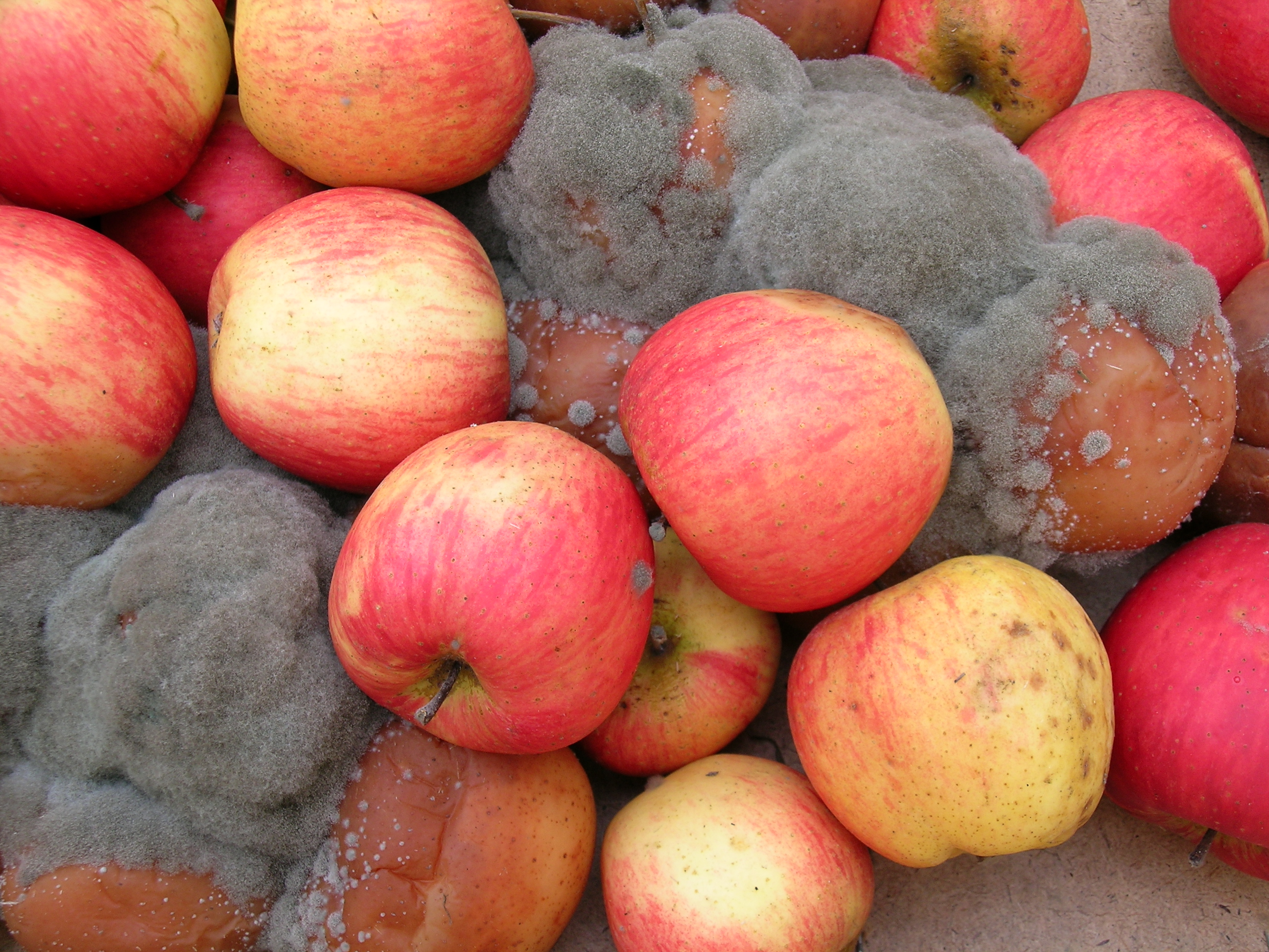 Webinar thema schimmels: bewaarziekten (vrucht- en bladanalyses) en bladstalen